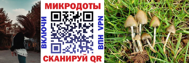 Псилоцибиновые грибы Psilocybe  Елабуга 